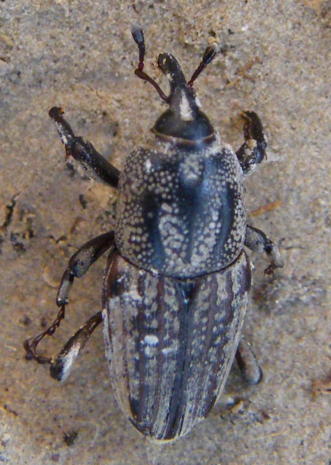 Sphenophorus meridionalis